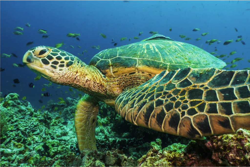 Green Turtle (chelonia mydas) in the Philippines by Barry Neal