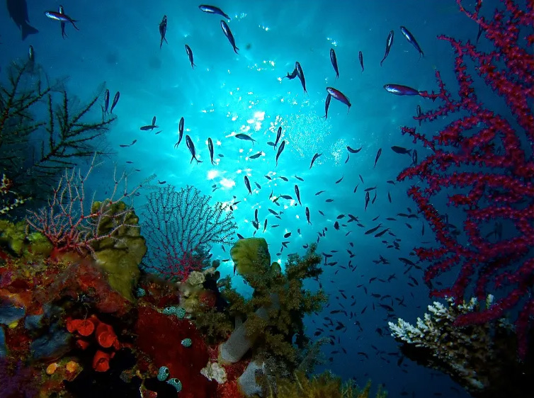 A reef in Tubbataha, Philippines